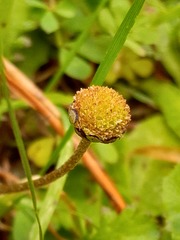 Leptinella squalida squalida