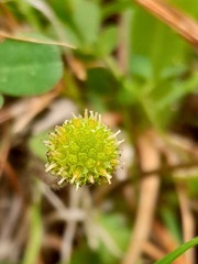 Leptinella squalida squalida