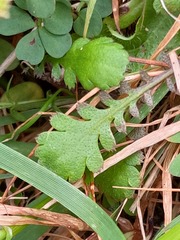 Leptinella squalida squalida