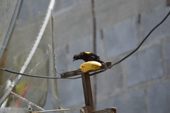 Icterus pyrrhopterus valenciobuenoi