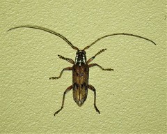 Strongylurus cretifer