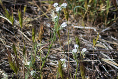 Cryptantha intermedia intermedia
