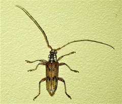 Strongylurus cretifer