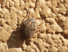 Sphyrocoris obliquus