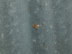 Euprosterna aroensis