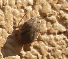 Sphyrocoris obliquus