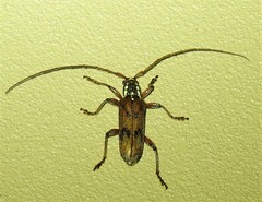 Strongylurus cretifer