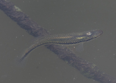 Fundulus olivaceus