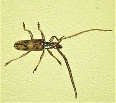 Strongylurus cretifer