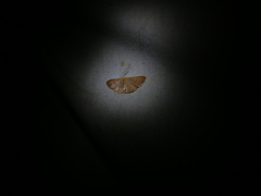 Leptostales desmogramma