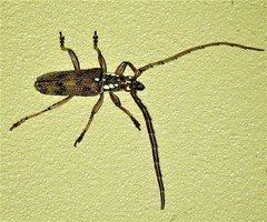 Strongylurus cretifer