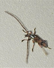 Strongylurus cretifer