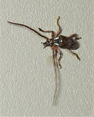 Strongylurus cretifer