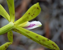 Dipodium interaneum