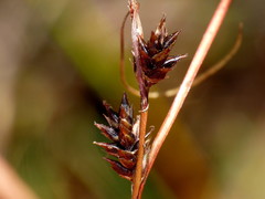 Carex traversii