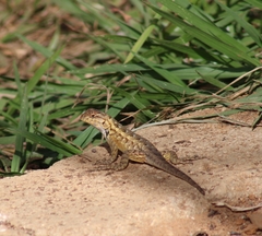 Sceloporus horridus