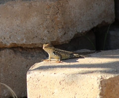 Sceloporus horridus