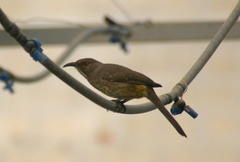 Toxostoma curvirostre