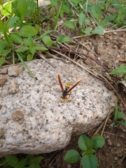 Polistes xanthogaster