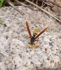 Polistes xanthogaster