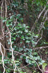 Ficus aurantiaca parvifolia