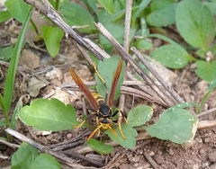 Polistes xanthogaster