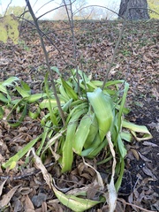 Crinum bulbispermum