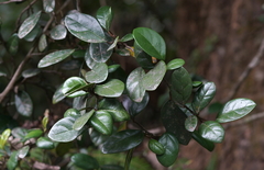 Ficus aurantiaca parvifolia