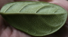 Ficus aurantiaca parvifolia