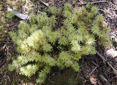 Pulchrinodus inflatus