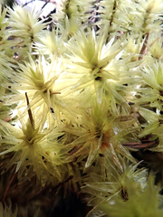 Pulchrinodus inflatus