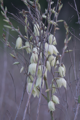 Yucca carrii