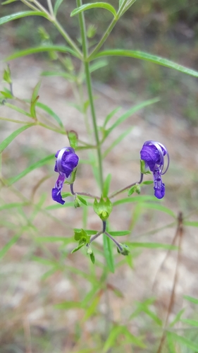 Image of Trichostema setaceum by (c) Jeff Wilson, some rights reserved (CC BY)