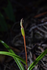 Pterostylis irwinii