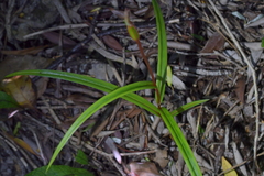 Pterostylis irwinii