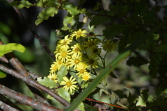 Brachyglottis laxifolia
