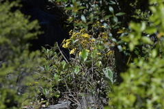 Brachyglottis laxifolia