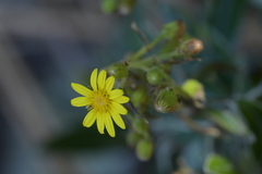 Brachyglottis laxifolia
