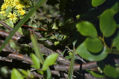 Brachyglottis laxifolia