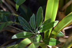 Brachyglottis laxifolia