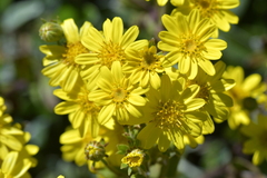 Brachyglottis laxifolia