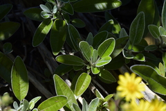 Brachyglottis laxifolia