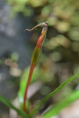 Pterostylis irwinii
