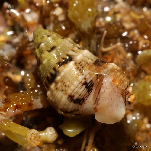 Cerithium atromarginatum observed 2021-12-18