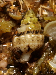 Cerithium atromarginatum