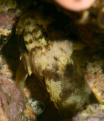 Sebastapistes coniorta