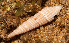 Terebrinae