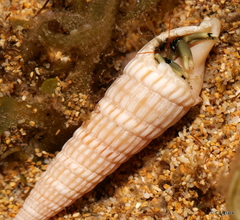 Terebrinae