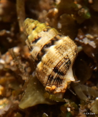 Cerithium atromarginatum