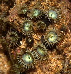 Zoantharia
